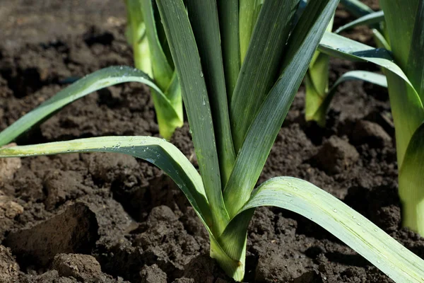 Porro Verde Fresco Che Cresce Nel Campo Nella Giornata Sole — Foto Stock