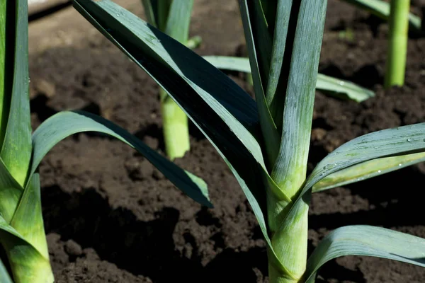 Porro Verde Fresco Che Cresce Nel Campo Nella Giornata Sole — Foto Stock