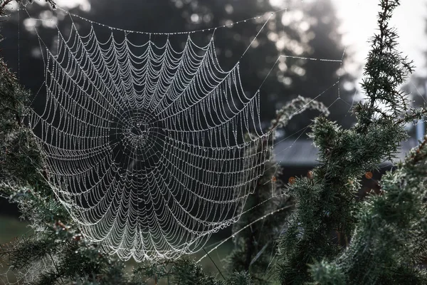 Closeup View Cobweb Dew Drops Plants Forest — Stock Photo, Image