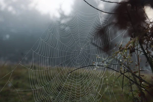 Vue Rapprochée Toile Araignée Avec Gouttes Rosée Sur Les Plantes — Photo