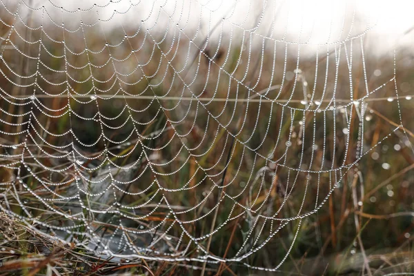 Vue Rapprochée Toile Araignée Avec Gouttes Rosée Sur Prairie — Photo