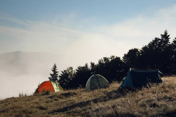 Camping tents on grassy hill near forest in morning