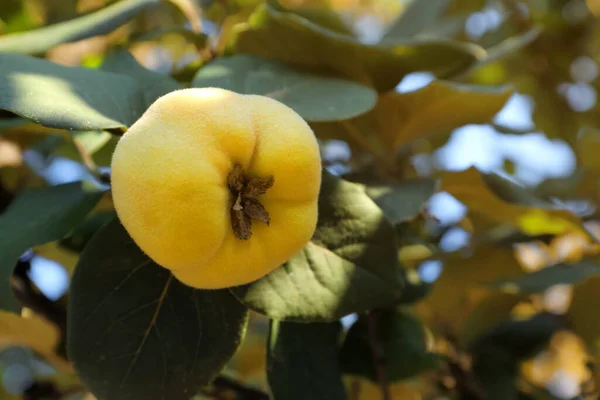 Quittenzweig Mit Früchten Freien Nahaufnahme Raum Für Text — Stockfoto