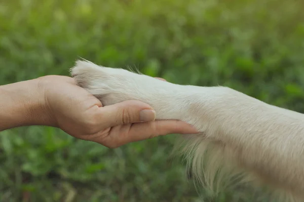 Женщина Золотой Ретривер Собака Зеленой Траве Крупным Планом — стоковое фото