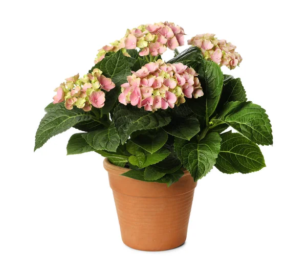 Mooie Potted Hortensia Plant Met Roze Bloemen Geïsoleerd Wit — Stockfoto