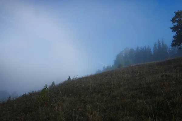 Дерева Ростуть Гірському Пагорбі Туманний Ранок — стокове фото
