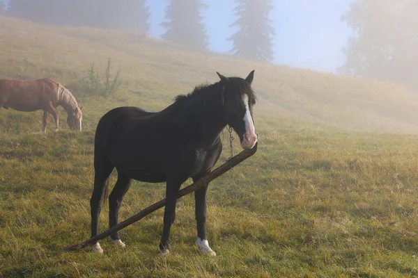 Лошади Пасутся Пастбищах Открытом Воздухе Туманным Утром Прекрасные Домашние Животные — стоковое фото
