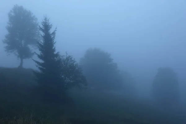 Festői Kilátás Ködös Erdőre Gyönyörű Táj — Stock Fotó
