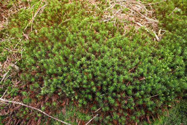 Parlak Yeşil Yosun Yakın Çekim Orman Bitkileri — Stok fotoğraf