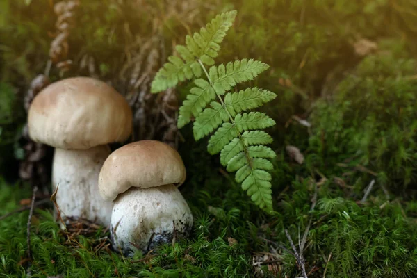 Verse Porcino Champignons Groeien Het Bos Close Ruimte Voor Tekst — Stockfoto