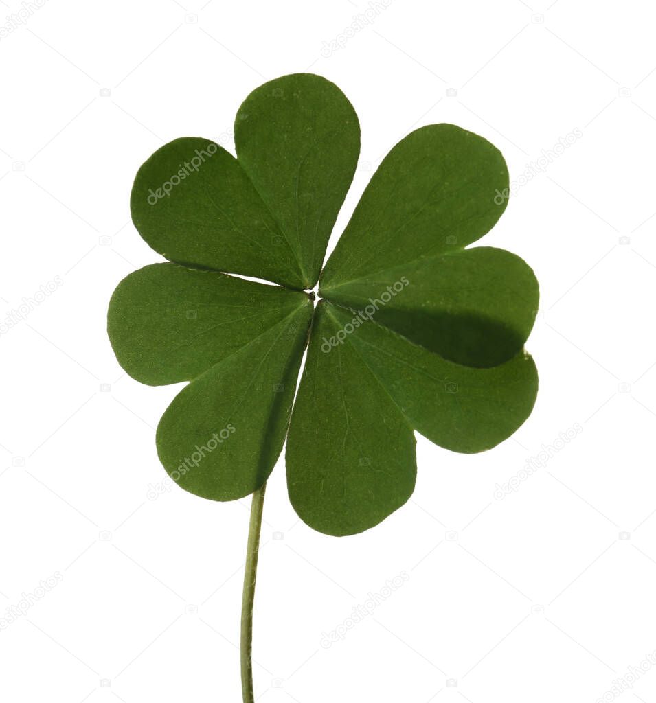 Green four leaf clover isolated on white