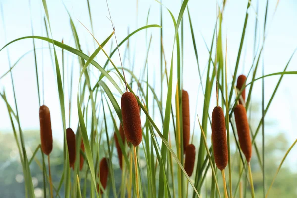 Belle Canne Con Brufoli Marroni All Aperto Nella Giornata Sole — Foto Stock