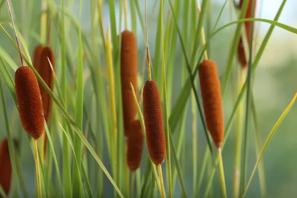 Vackra Vass Med Bruna Catkins Utomhus Solig Dag — Stockfoto