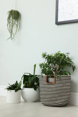 Odada bir sürü güzel çiçek var. İç tasarım