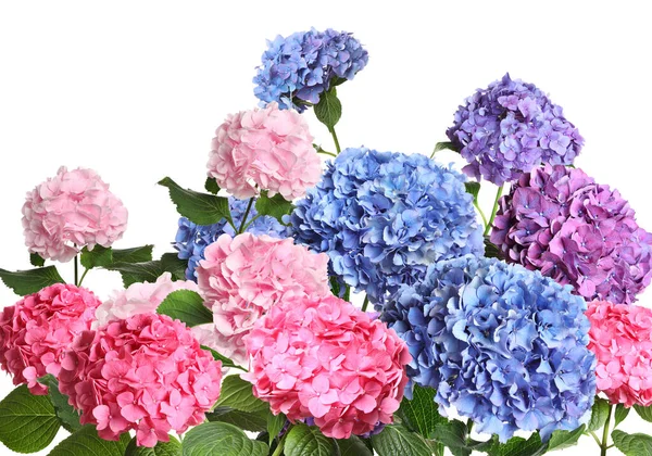 Багато Різних Красивих Квітів Гортензії Білому Тлі — стокове фото