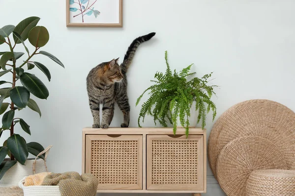 Niedliche Tabby Katze Der Nähe Von Zimmerpflanze Auf Schrank Drinnen — Stockfoto