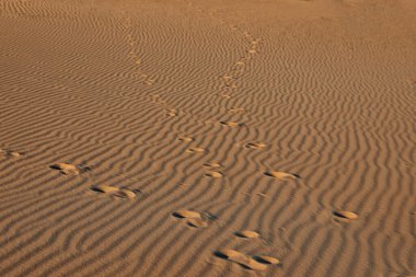 Çölde kumdaki ayak izleri.