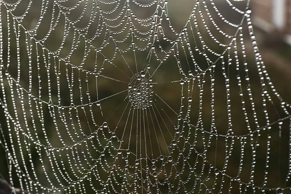 Belle Toile Araignée Avec Rosée Matin Extérieur Gros Plan — Photo