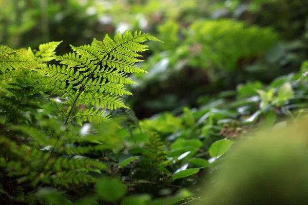 緑の葉を屋外で美しいシダ テキストのスペース — ストック写真