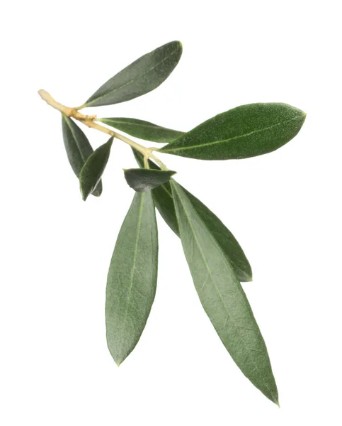 Κλαδί Ελιάς Πράσινα Φύλλα Λευκό Φόντο — Φωτογραφία Αρχείου