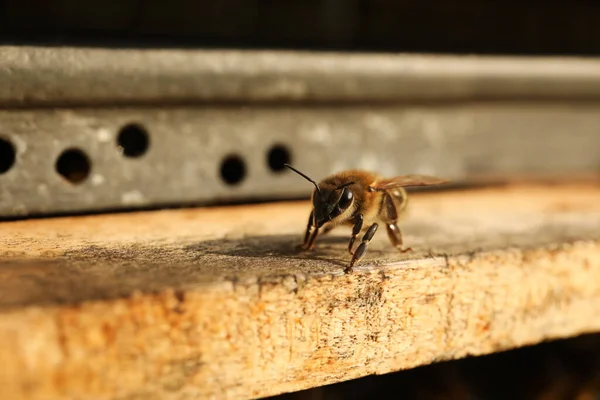 Vue Rapprochée Ruche Bois Avec Abeille Domestique Jour Ensoleillé — Photo