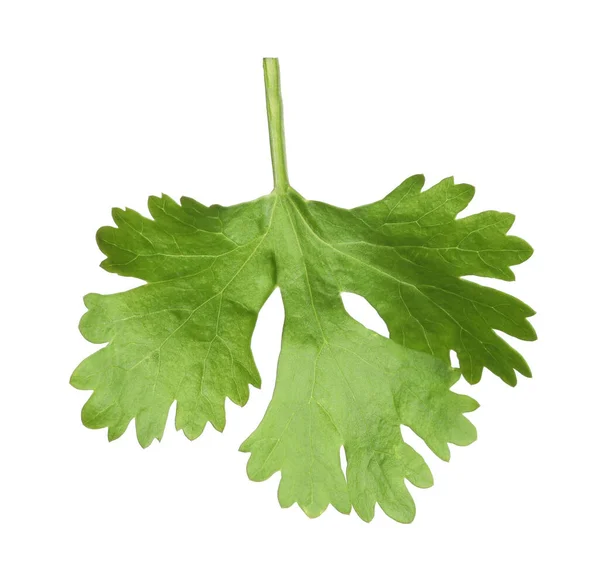 Feuille Coriandre Verte Fraîche Isolée Sur Blanc — Photo