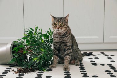 Evdeki halıda ters dönmüş kötü kedi.