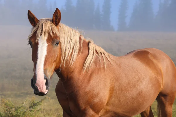 雾蒙蒙的早晨 一匹棕色的马在户外 可爱的家养宠物 — 图库照片