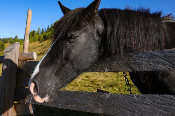 Roztomilý Kůň Plotu Venku Krásný Domácí Mazlíček — Stock fotografie