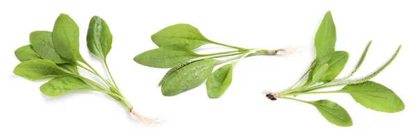 Conjunto Com Plantas Bananeira Folhas Largas Frescas Sobre Fundo Branco — Fotografia de Stock