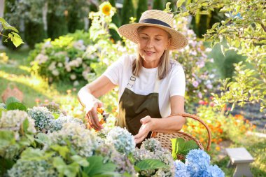 Bahçede mezhepçilerle ortanca çiçeği buduyor.