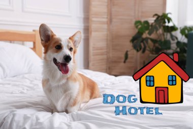 Evcil hayvan dostu otel. Yatakta yatan tatlı Galli Corgi köpeği