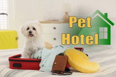 Evcil hayvan dostu otel. Şirin Maltese köpeği. Bavulun içinde, yatakta oturuyor.