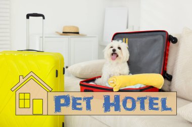 Evcil hayvan dostu otel. Şirin Maltese köpeği, bavulun içinde kanepede oturuyor.