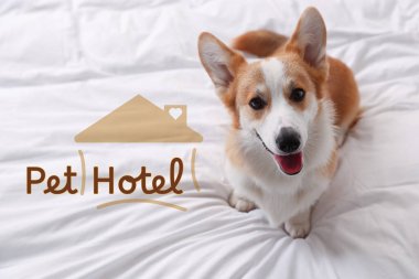 Evcil hayvan dostu otel. Yatakta tatlı Galli Corgi köpeği