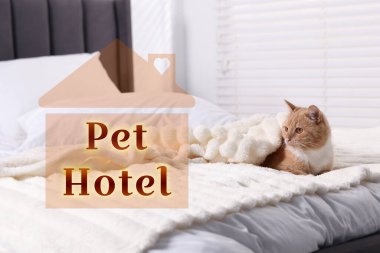 Evcil hayvan dostu otel. Yatakta tatlı kedi var.
