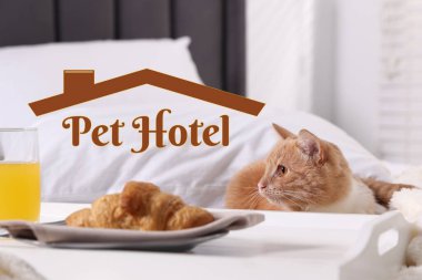 Evcil hayvan dostu otel. Tatlı kedi ve tepsi, yatakta kahvaltı.
