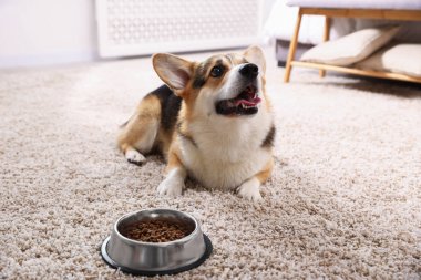 Şirin Galli Corgi evdeki yemek kabının yanında.