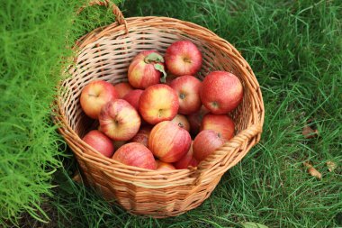 Hasır sepetin içinde taze olgun elmalar ve açık havada yeşil çimlerin üzerine düşmüş yapraklar, yakın plan.