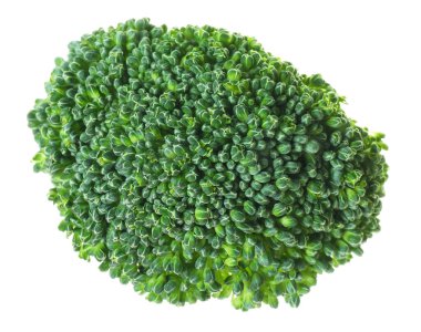 Taze çiğ yeşil brokoli beyaza izole edilmiş.