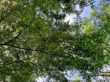 Mavi gökyüzünün altında büyüyen yeşil yaprakları olan güzel bir ağaç.