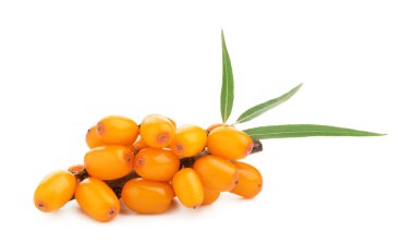 Taze deniz dikenli böğürtlen ve yeşil yapraklı beyaz