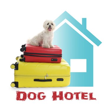 Evcil hayvan oteli. Beyaz arka planda sevimli Malta köpeği ve bavulları
