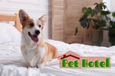 Evcil hayvan dostu otel. Yatakta yatan tatlı Galli Corgi köpeği