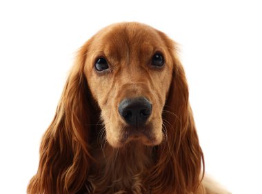 Beyaz arka planda sevimli İngiliz Cocker Spaniel köpeği