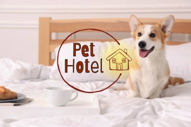 Evcil hayvan dostu otel. Yatakta yatan tatlı Galli Corgi köpeği