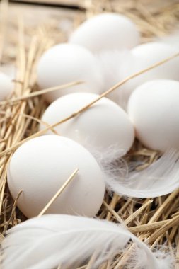 Çiğ tavuk yumurtası, tüy ve saman, yakın plan.