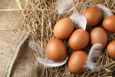 Çiğ tavuk yumurtası ve saman üzerinde tüyler, düz yatak. Metin için boşluk