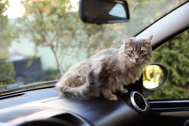 Cute cat near windshield window in car. Adorable pet
