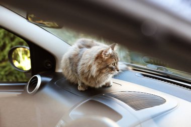 Cute cat near windshield window in car. Adorable pet